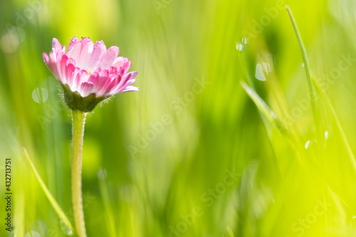 Summer meadow, green grass field and wildflowers in warm sunlight, soft focus, warm pastel tones. Abstract nature background concept, bokeh, selective focus