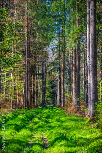 Path in the green summer forest. Beautiful nature background concept © Gaschwald
