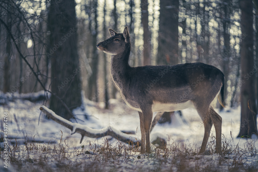 deer in the woods deer in the woods