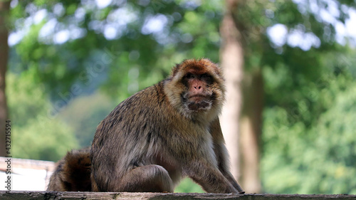portrait of a macaque © Muhammad