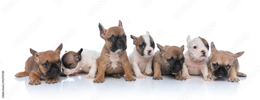cute group of seven adorable french bulldog dogs looking to side