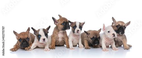 big group of small french bulldog puppies looking to side © Viorel Sima