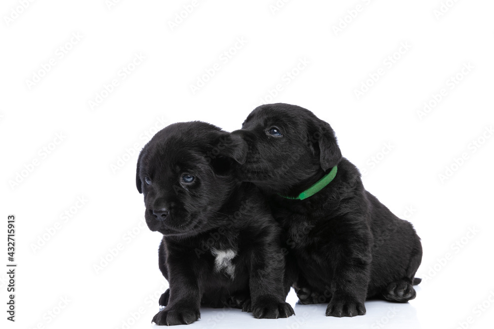 cute labrador retriever puppies sitting next to each other and cuddling