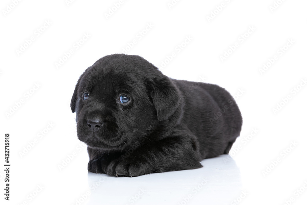 precious little labrador retriever puppy looking to side precious little labrador retriever puppy looking to side