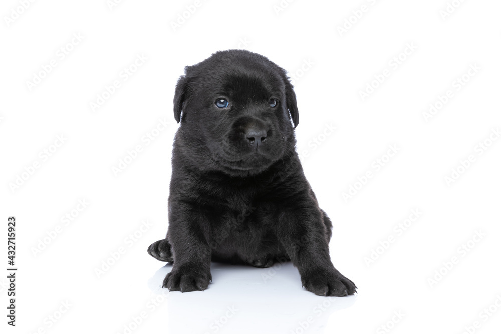 sweet little labrador retriever puppy sitting in studio sweet little labrador retriever puppy sitting in studio