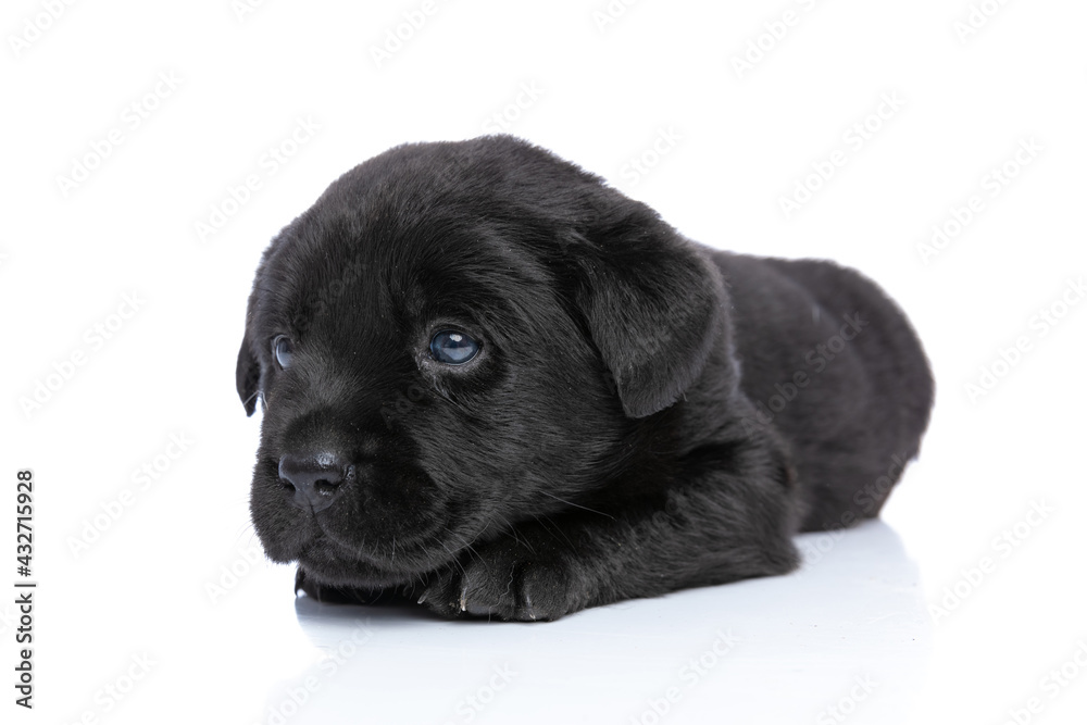 ide view of cute little labrador retriever puppy laying down and resting