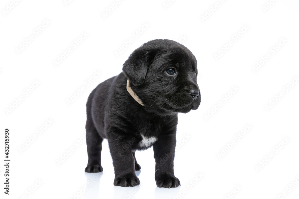 cute little labrador retriever puppy with collar looking to side cute little labrador retriever puppy with collar looking to side