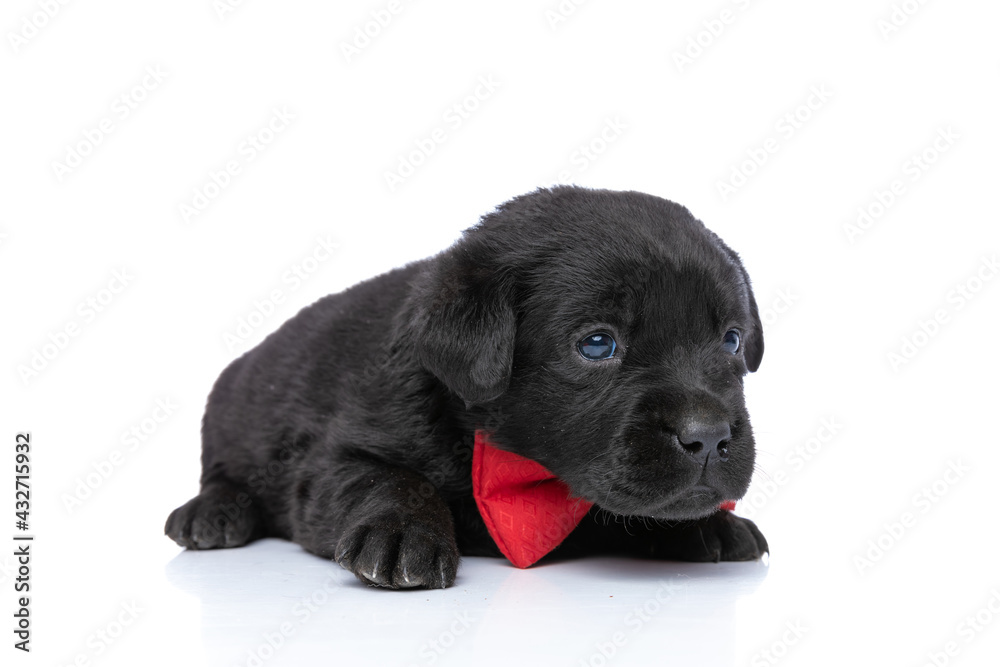 gentelman labrador retriever puppy wearing red bowtie and looking to side gentelman labrador retriever puppy wearing red bowtie and looking to side