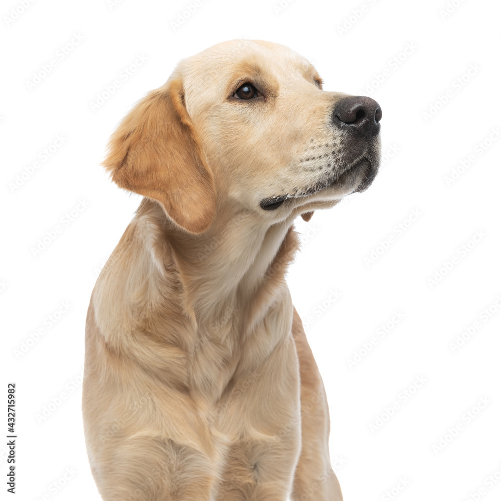 cute golden retriever dog looking away at his master cute golden retriever dog looking away at his master