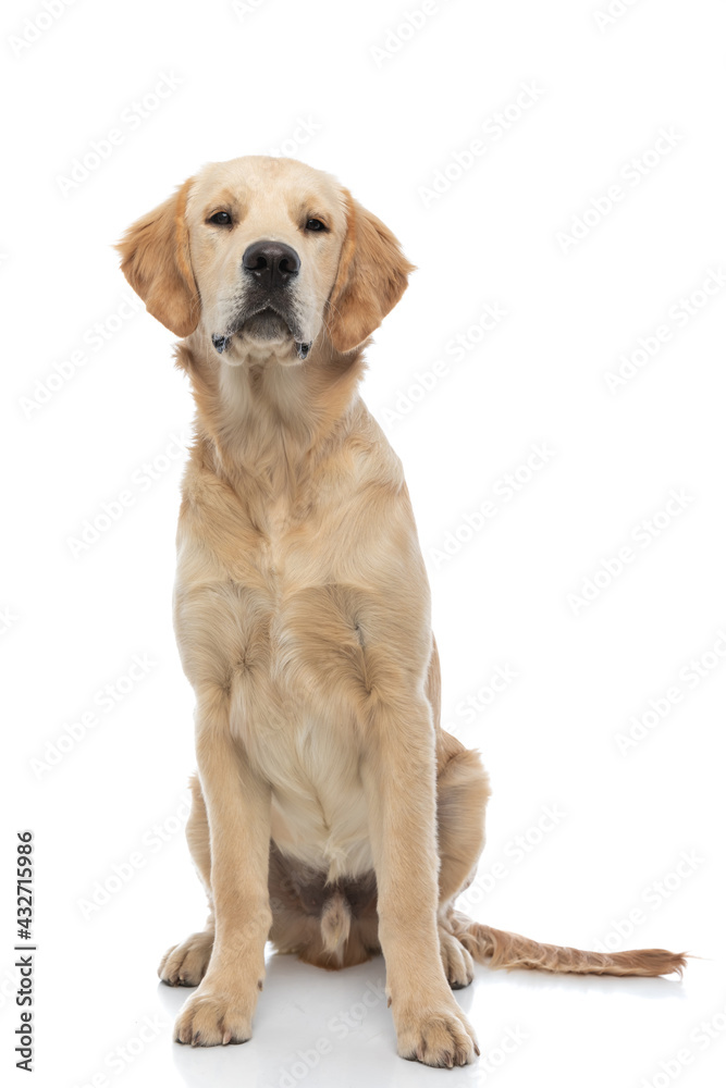 golden retriever dog looking at the camera