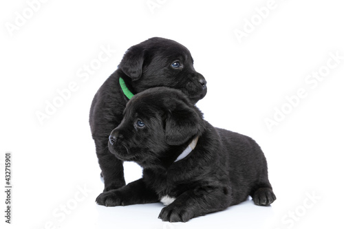 sweet couple of two labrador retriever puppies hugging and cuddling