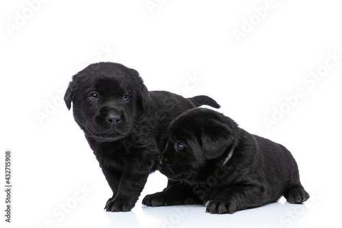 beautiful small puppies looking to side and protecting each other