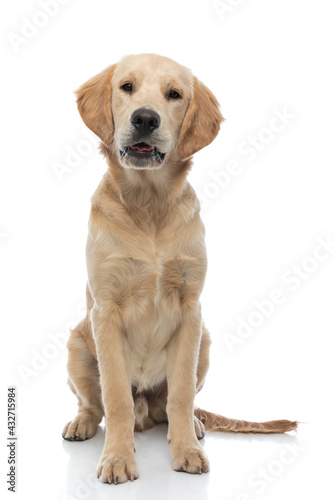 adorable golden retriever dog looking at the camera