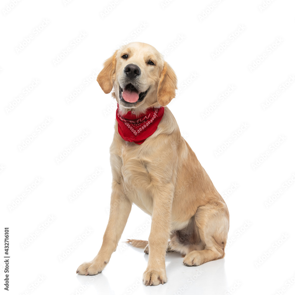 golden retriever dog is sticking his tongue out