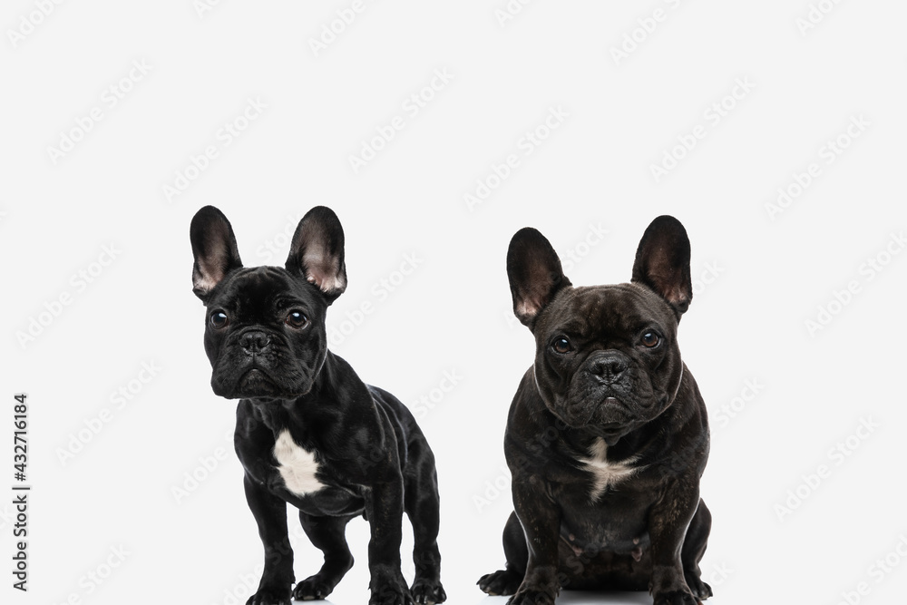 french bulldog dogs, mother and son looking at the camera