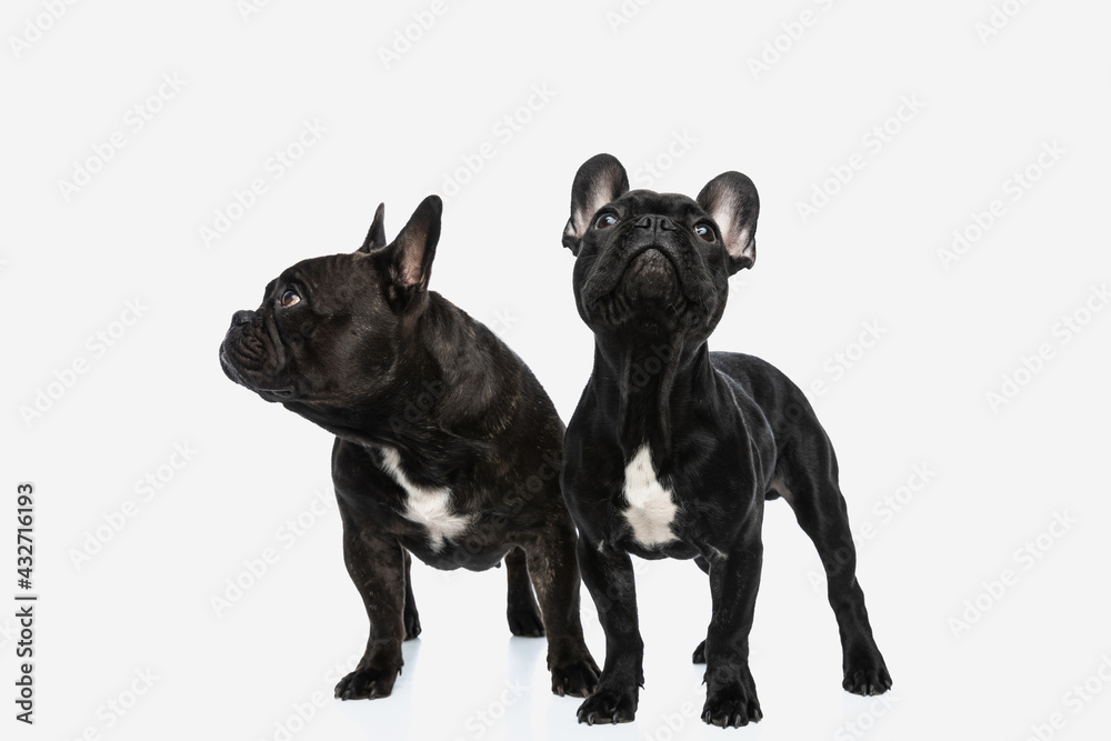 two french bulldog dogs looking in two directions