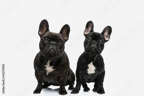 Photography two french bulldog dogs tilting their heads