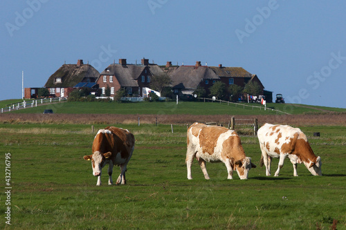 agriculture green fields with dwelling mound in background,  Hallig Hooge, holiday in Germany, Europe photo