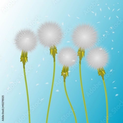 Vector illustration of 5 realistic white fluffy dandelion. Five dandelions blowing in the wind and flying seeds of it. The wind inflates a dandelion isolated on white and blue background