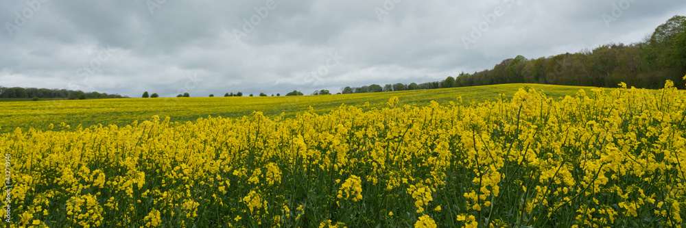a bright yellow field full of rapeseed flowers