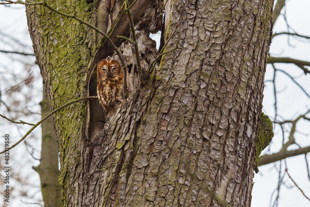 Beautiful little owl Little Owl - Strix aluco sitting in a hollowed out tree trunk. Beautiful little owl Little Owl - Strix aluco sitting in a hollowed out tree trunk.