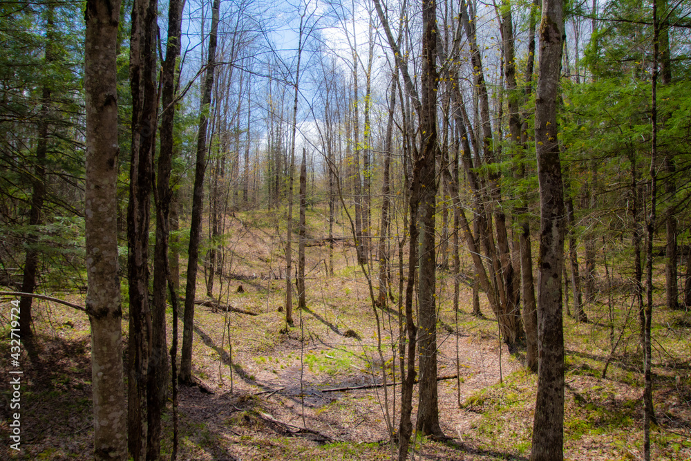 Spring undergrowth in wild forest in Quebec, Canada Spring undergrowth in wild forest in Quebec, Canada