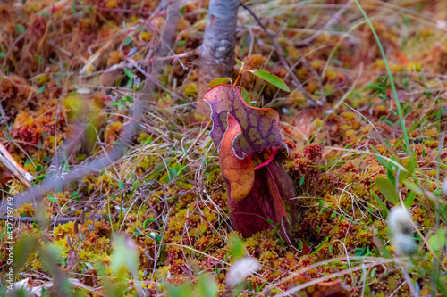Sarracenia. Carnivorous plants from Quebec, Canada, in a protected park