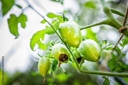 Macro closeup of atomic green variety of small grape tomatoes cluster group hanging growing on plant vine in garden with blossom end rot disease calcium deficiency photo