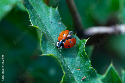 ladybird on a leaf © Agus