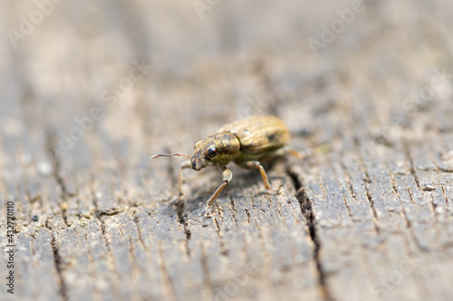 bug on the ground © Agus