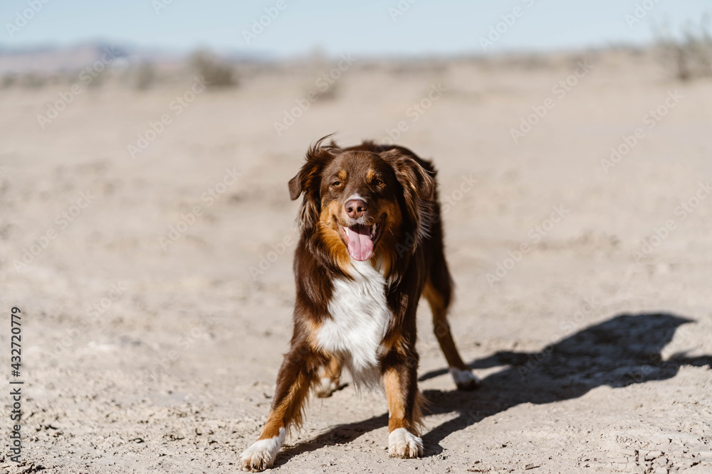 Energetic, brown Australian Shepherd playing fetch with a tennis ball in the desert. Energetic, brown Australian Shepherd playing fetch with a tennis ball in the desert.