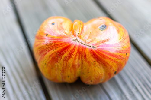 Macro closeup of one big large ripe heirloom red striped pink jazz tomato in garden harvested on deck wooden floor photo