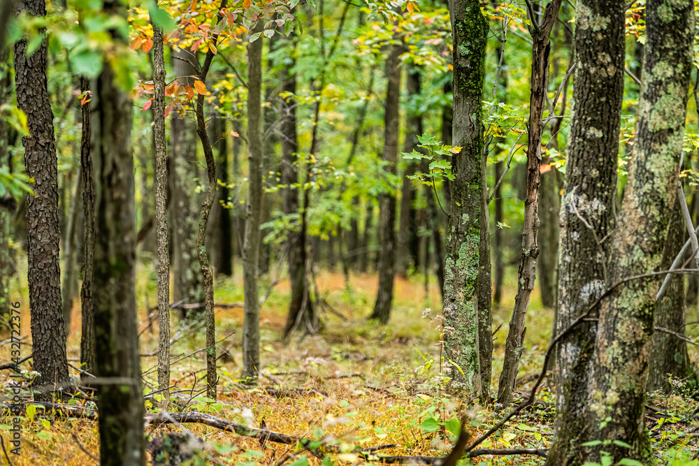 Naklejka premium Dolly Sods, West Virginia autumn fall green tree forest with bokeh backgorund and trunks of trees with colorful foliage in woods