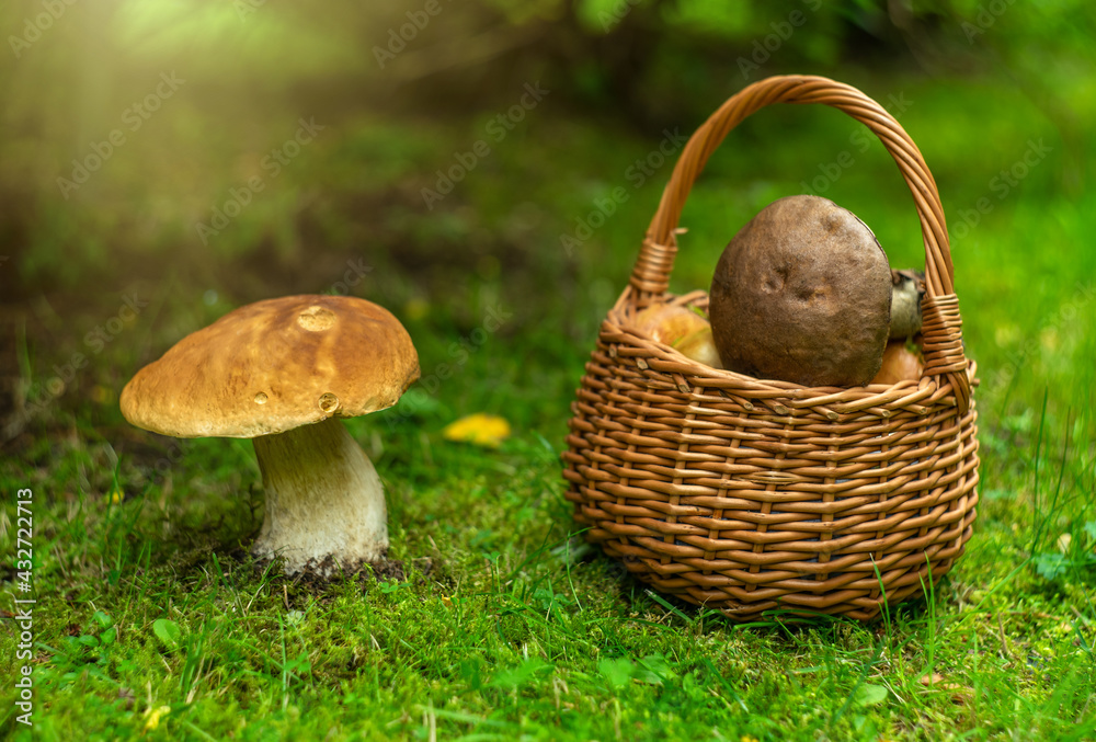 A wicker basket with mushrooms on the green grass, next to the edible boletus mushroom grows