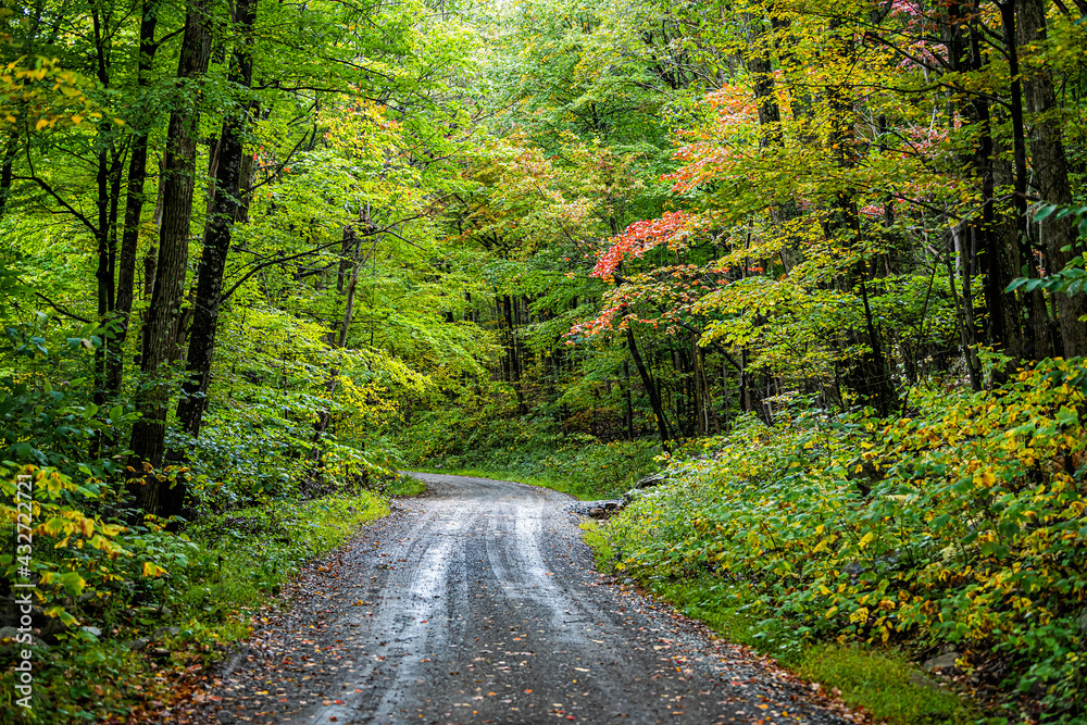 Obraz premium Colorful yellow red foliage in autumn fall season in Dolly Sods in West Virginia in National Forest Park with steep dirt road path driving car point of view