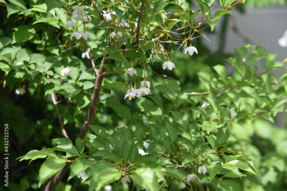Japanese snowbell (Styrax japonica) flowers. Styracaceae deciduous tree. Japanese snowbell (Styrax japonica) flowers. Styracaceae deciduous tree.