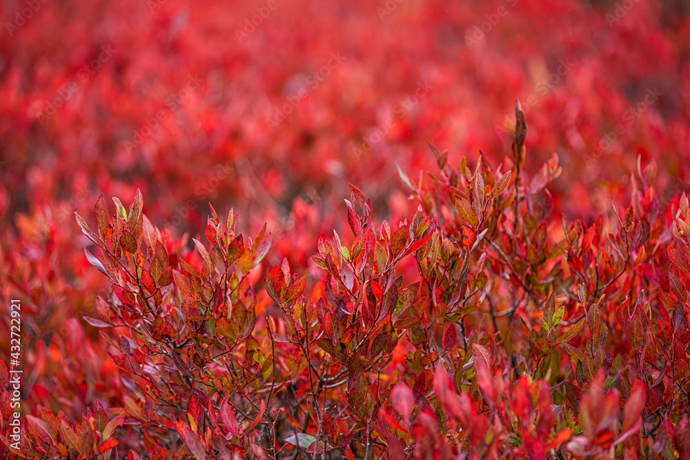 Macro closeup of many colorful red blueberry huckleberry bushes pattern of leaves in autumn fall with texture and bokeh background in West Virginia Macro closeup of many colorful red blueberry huckleberry bushes pattern of leaves in autumn fall with texture and bokeh background in West Virginia