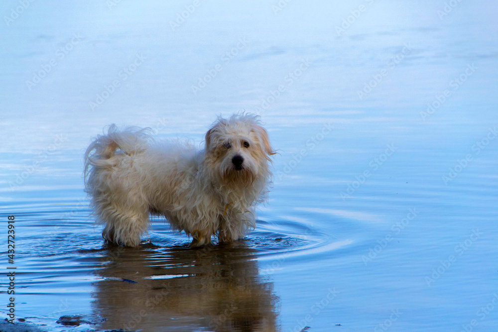 Dog breed, Coton de Tulear Dog breed, Coton de Tulear