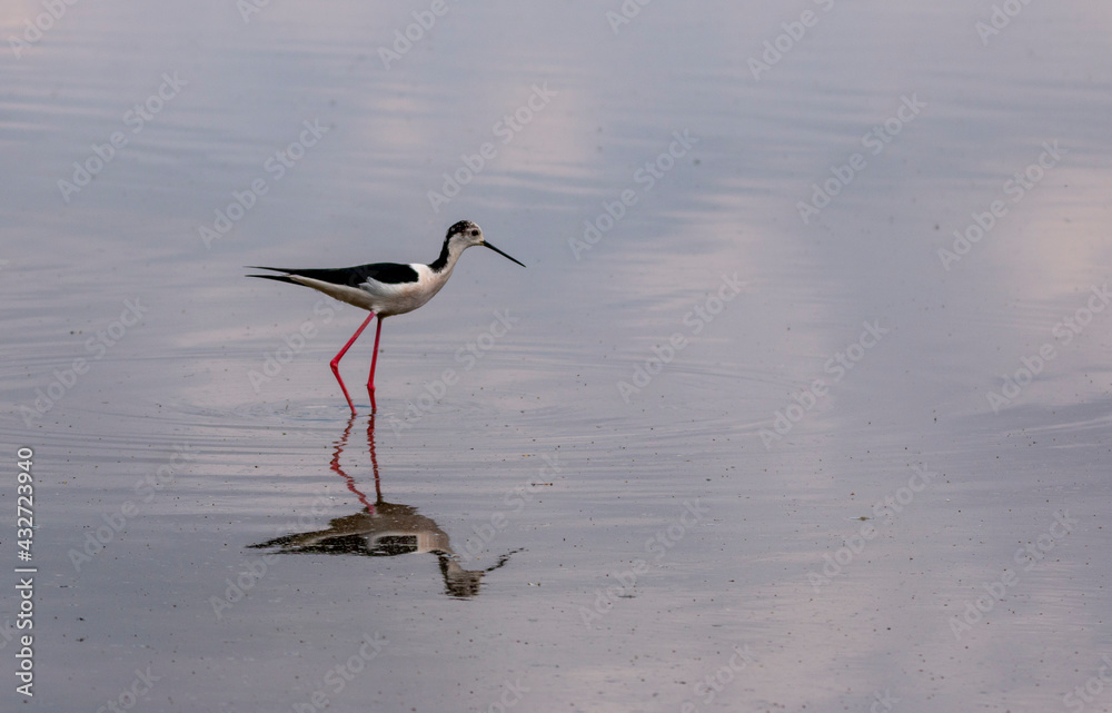 Black winged stilt Black winged stilt