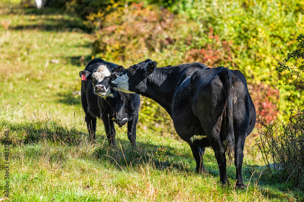Young calf, grass-fed black and white cow mother bonding grooming licking and grazing on pasture grass field in West Virginia rural countryside farm in autumn Young calf, grass-fed black and white cow mother bonding grooming licking and grazing on pasture grass field in West Virginia rural countryside farm in autumn