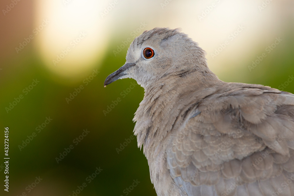 close-up portrait of a dove on blurred background. selective focus.The Eurasian collared dove (Streptopelia decaocto) is a dove species native to Europe and Asia close-up portrait of a dove on blurred background. selective focus.The Eurasian collared dove (Streptopelia decaocto) is a dove species native to Europe and Asia