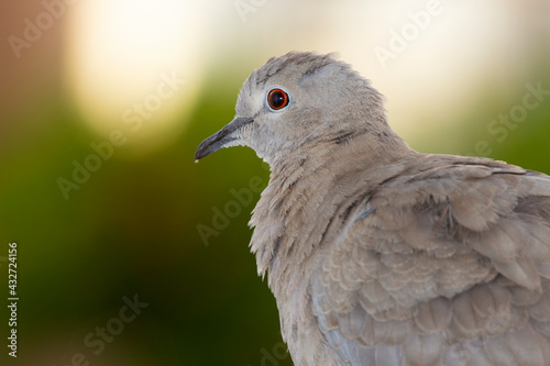 close-up portrait of a dove on blurred background. selective focus.The Eurasian collared dove (Streptopelia decaocto) is a dove species native to Europe and Asia © thanasis
