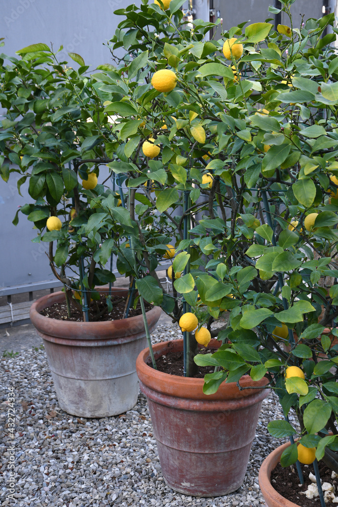 beautiful lemons on the plant in a garden