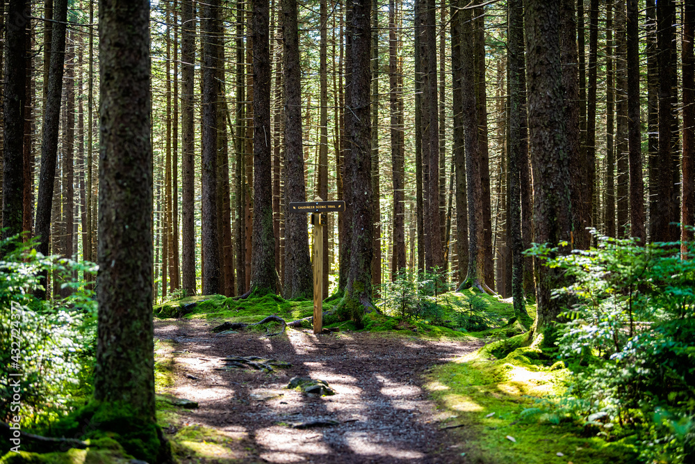 Fototapeta premium Old pine fir trees trunks with sunling shadows at morning sunrise on Gaudineer knob mountain of Monongahela national forest at Shavers Allegheny mountains with trail direction signpost