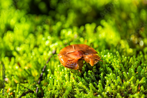Closeup of wild orange chanterelle mushroom growing above green moss at Gaudineer knob at Monongahela national forest at Shavers Allegheny mountains with sunlight