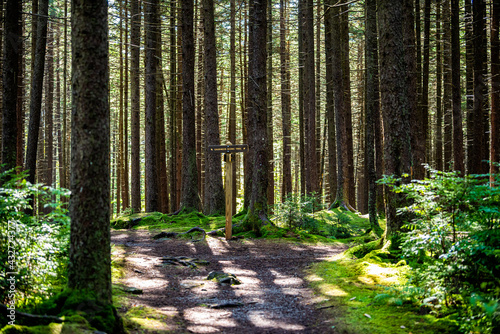 Old pine fir trees trunks with sunling shadows at morning sunrise on Gaudineer knob mountain of Monongahela national forest at Shavers Allegheny mountains with trail direction signpost photo