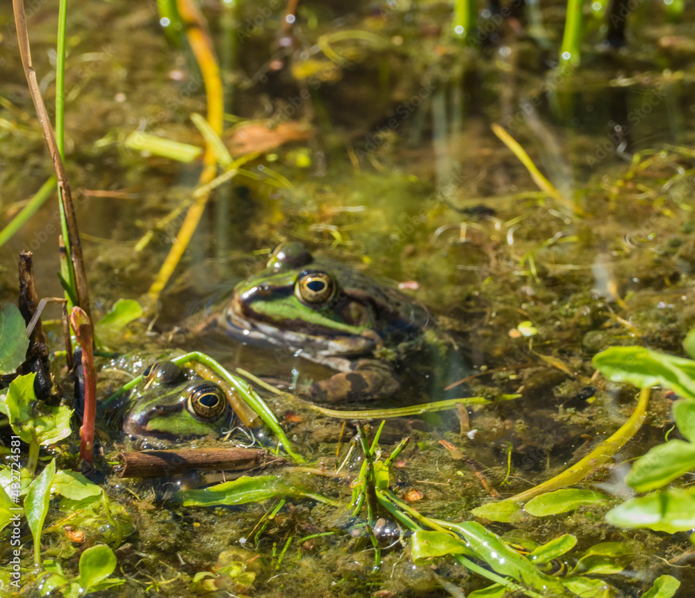 Frösche Wildnis Frösche Wildnis