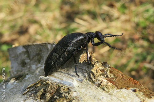 Black meloe oil beetle on birch wood stump in the garden