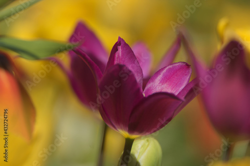 Yellow and purple tulips