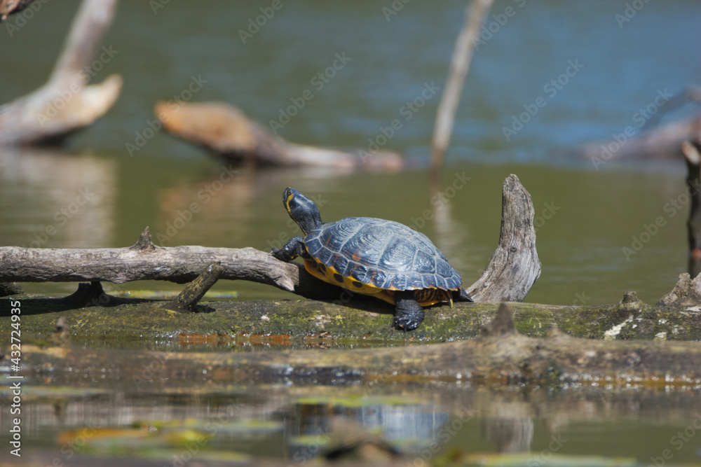 Fototapeta premium Turtle in the pond
